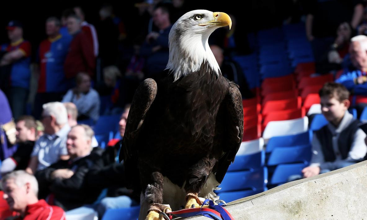 袭击吉祥物凯拉，水晶宫起诉球迷